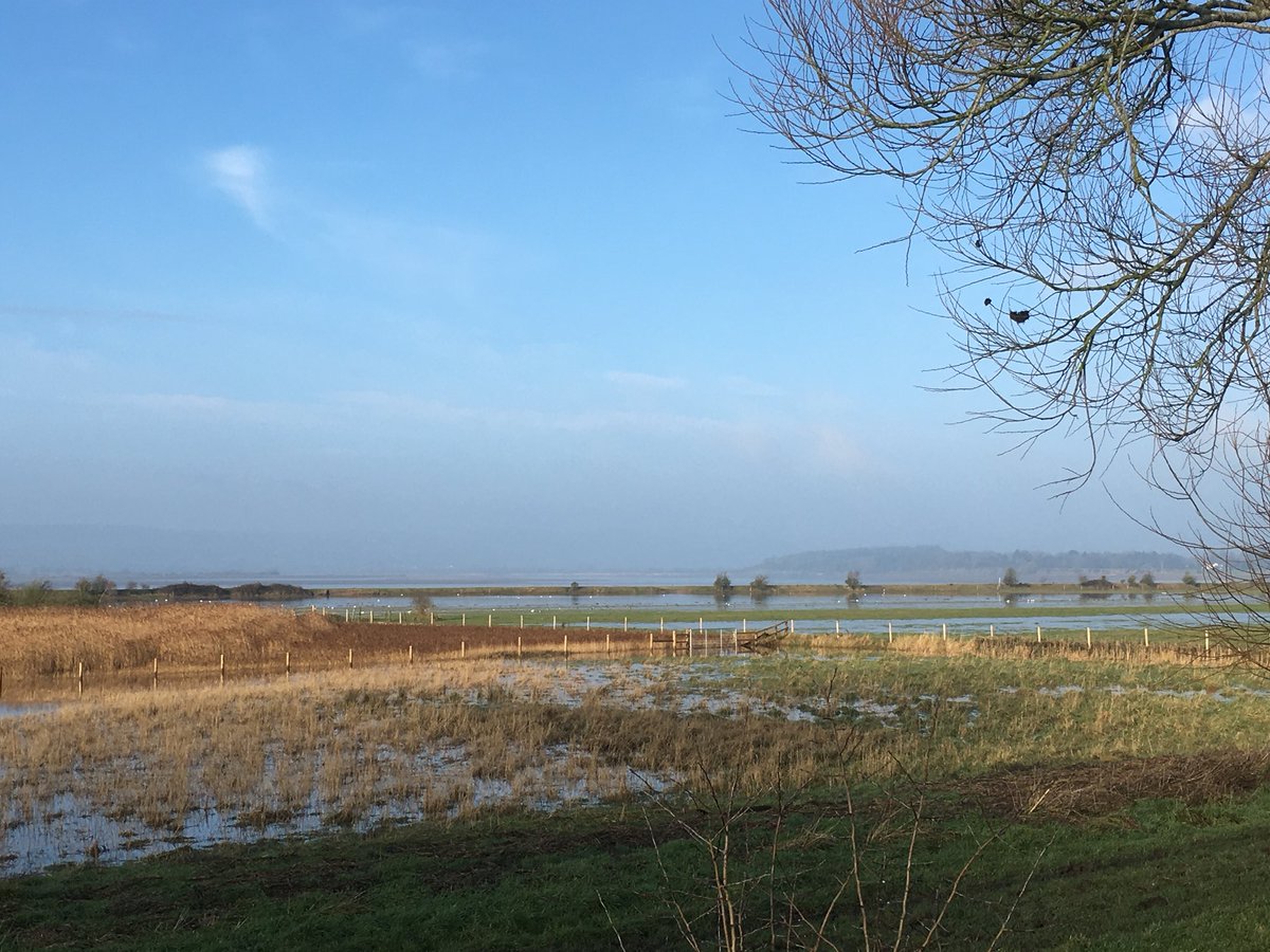 GlosterBirder's tweet photo. Splatt flashes Frampton 148+ Lapwings, 25 Curlews, 2 Redshanks, 70+ Shelducks, Little Egret so far #StandardFare but worse ways to spend a morning #GlosBirds https://t.co/kZ6t2xj4Qh