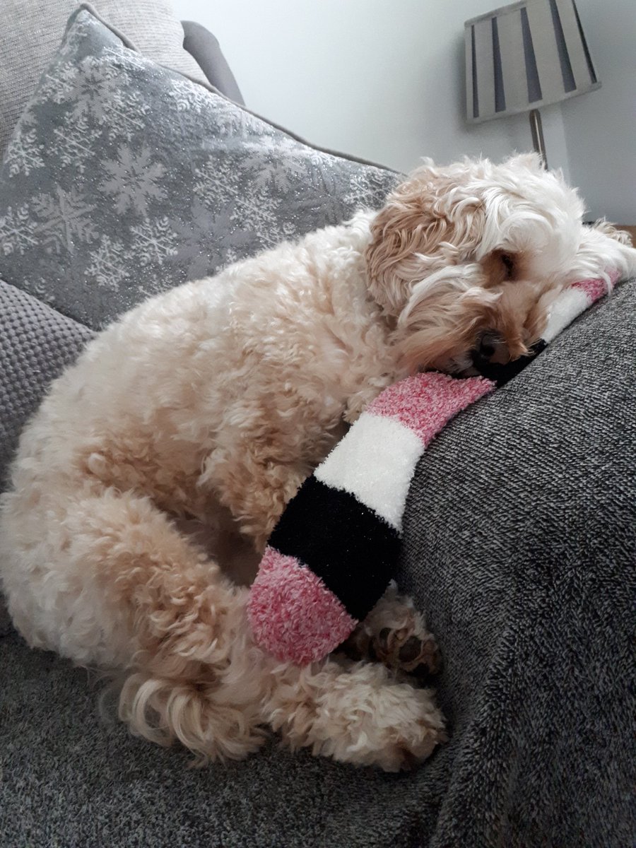 Bailey_Cockapoo's tweet image. Missing me brofur @BuddyCockapoo 😢