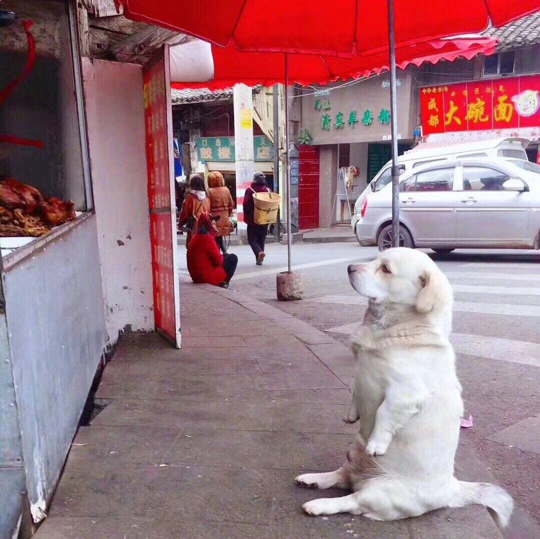 ローストチキンを見つめる犬が可愛すぎるその独特の座り方に胸キュン 話題の画像プラス