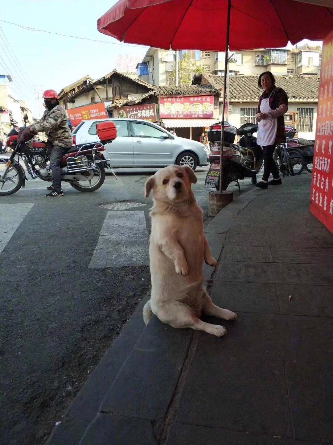 ローストチキンを見つめる犬が可愛すぎるwwその独特の座り方に胸キュン！