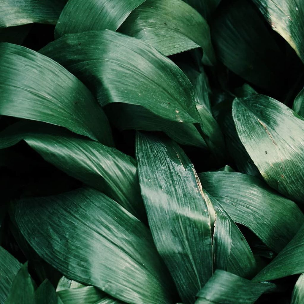 GREEN MOOD 💚 ift.tt/2mqza6m