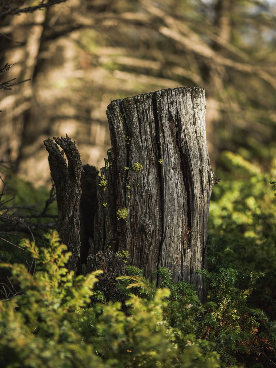 ExposureFF's tweet image. 'Where once stood a sentinel remains the foundation of a story long since told. A stoic and stolid reminder that in the end to stay—to stand—is all a stump can do.' See Derek Bisbings' solo show, 'All That Remains', at the Holy Grill from Feb. 7 - Apr. 30.(Image by Derek Bisbing)