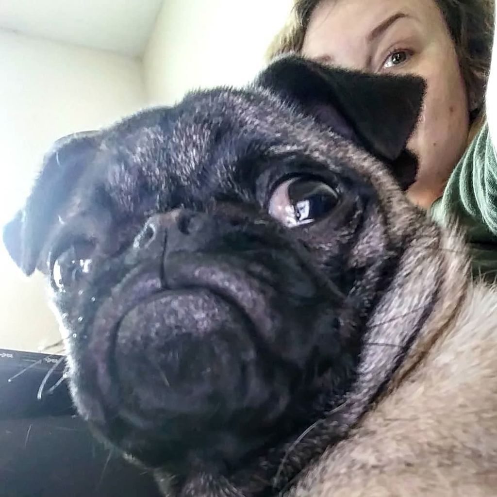 Do Pugs Have Underbites