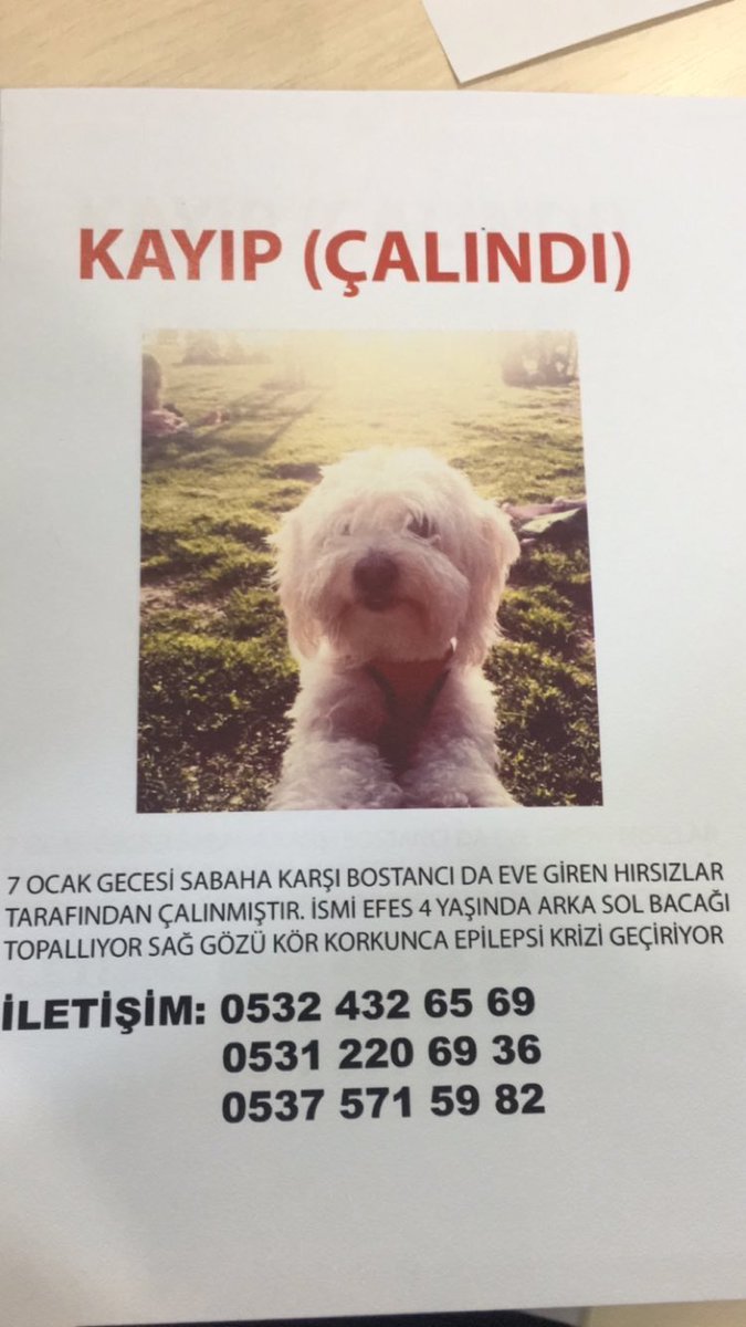 Arkadaslar Efesimizi hala bulamadık sizden ricam istanbulda veteriner hekim tanıdığı olanlar varsa bu ilanı gönderir misiniz?