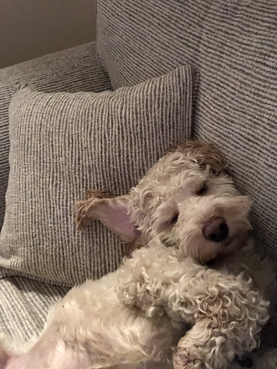 HarleyLedwidge's tweet photo. It’s been a long day at work for me today! #groundsdog #dogsatwork #dogsoftwitter #sleepy 🌱💤 https://t.co/lXwgfRHbsT