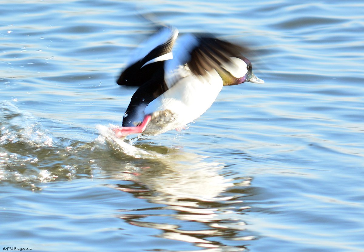 MikeSlickster's tweet photo. Winter #Birding on the #DelawareRiver #Buffleheadduck (Male) #Photography Runaway..., runaway... https://t.co/bkgWWlGVje