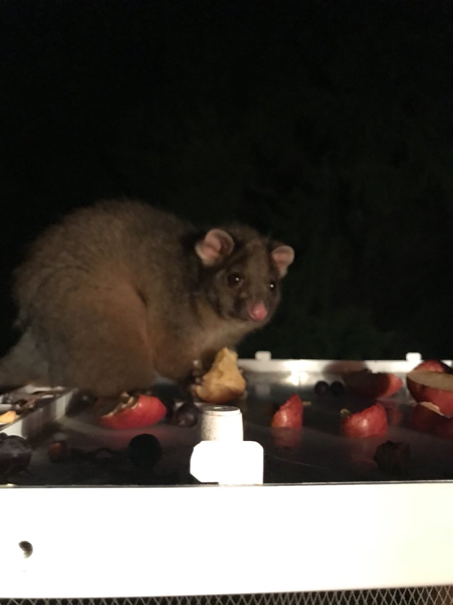 Penguins&amp;Possum