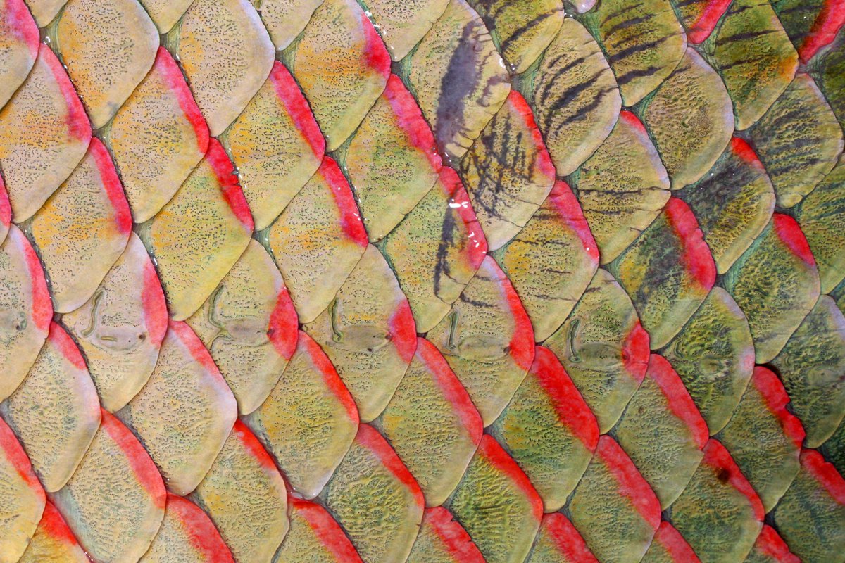 AmazonAngler's tweet image. A quite magnificent wild arapaima weighing way over 300lb caught by Brit Kevin Carter during an Amazon-Angler.com fishing adventure to the River Essequibo in Guyana. #fishing 
amazon-angler.com/jaguar-explore…