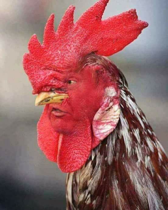 BullaAali's tweet photo. ٹرمپ کی صورت میں ککڑ نظر آتا ہے😛😱😂
#ClickAndWatch....⬇ https://t.co/Dkcx8Tlb64
