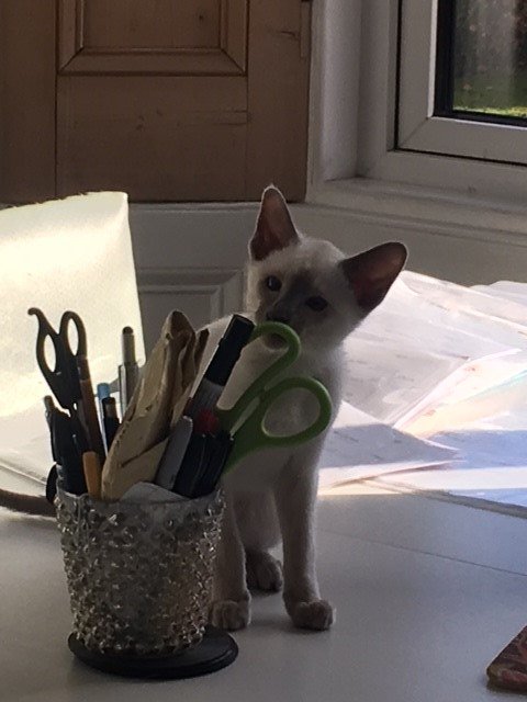 Brettsletts's tweet photo. The new #Recruit deciding on which #Pen to Use - Think he is a bit of a #Kitten &amp; #softy really... https://t.co/OzQBW2USRy