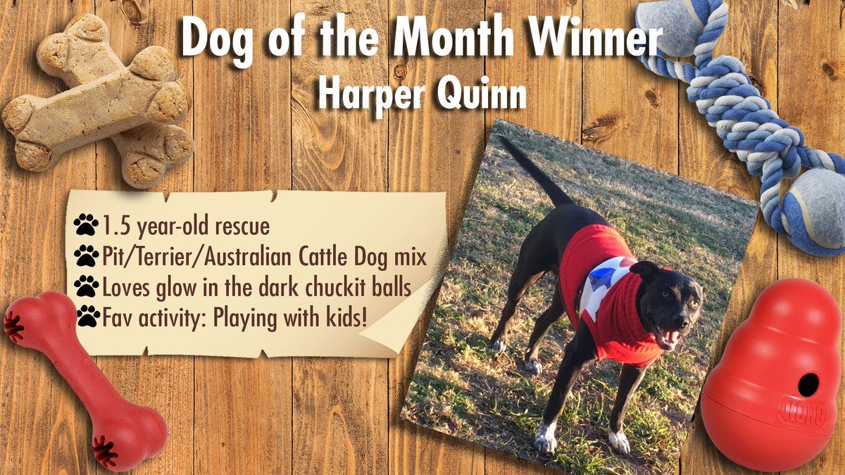 VGTCareers's tweet photo. Harper Quinn is quite the handsome pup from our Tulsa office! https://t.co/mnIbygpnQn