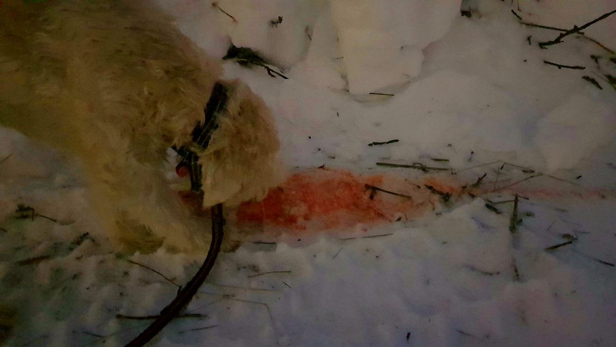 No pretty picture from me today. I'm sad, I'm disappointed and I'm angry. Such unnecessary brutality. All that's left of three beautiful, peaceful animals are blood stains in the snow behind my house. Humanity at it's worst.