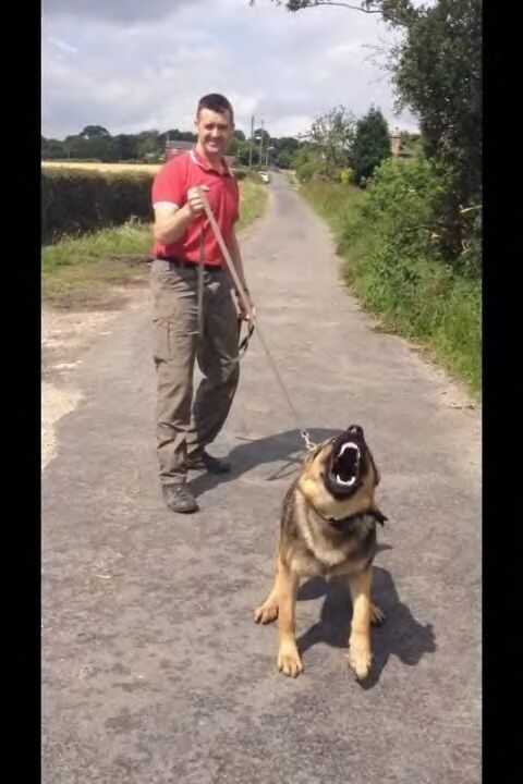 syptweet's tweet photo. NEWS: After nine paw-some years with SYP, PD Khoba retires tomorrow! His handler, PC Rich Middleton, is also retiring tomorrow so the pair can get some much-earned rest. Thank you Khoba &amp; PC Middleton for your hard work to keep South Yorkshire safe! https://t.co/clXgC917bD https://t.co/ERhT0TUUvB