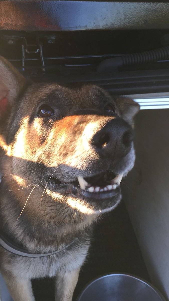 syptweet's tweet photo. NEWS: After nine paw-some years with SYP, PD Khoba retires tomorrow! His handler, PC Rich Middleton, is also retiring tomorrow so the pair can get some much-earned rest. Thank you Khoba &amp; PC Middleton for your hard work to keep South Yorkshire safe! https://t.co/clXgC917bD https://t.co/ERhT0TUUvB