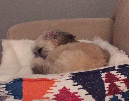 adminrecruiter's tweet photo. Is your office closed today in KC due to the weather? Lucky for you & Charlie (my dog)! However, if you’re dreading returning tomorrow and looking for a new job REACH OUT. https://t.co/zp4CcJYlrm #Kansascity #jobs #hiring #recruiter #admin #MHadmin #Morganhunter https://t.co/3SC1sRCrP5