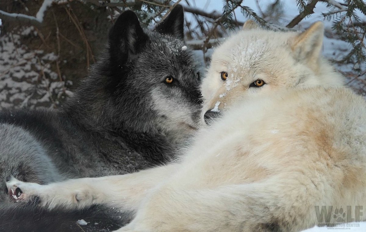 nywolforg's tweet image. Study questions effectiveness of killing wolves to protect livestock - results show lethal management may make things worse. bit.ly/2FrzMAk
