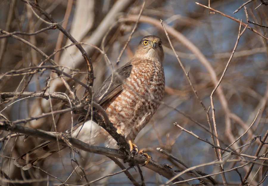 Adult Accipiter buff.ly/2qt6kXx #500pxrtg #IndieArtBlast #PhotoRTG <a href="/Retweet_Lobby/">Retweet Lobby</a> <a href="/SwitchRTs/">🖤</a> <a href="/HyperRTs/">Hyper Retweets</a> #Nikon #Photoshop #photooftheday #nature #giftideas #SmallBusiness #ShopSmall