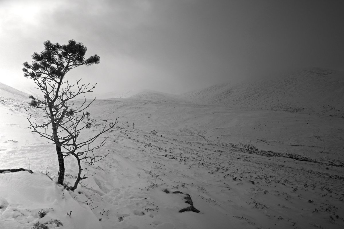 'Exposed'. A Caledonian Pine at the extreme of it's limit on the upper treeline around 2,500 feet. Coire na ciste, Cairngorms. #ThePhotoHour #blackandwhitephotography #Scotland #trees