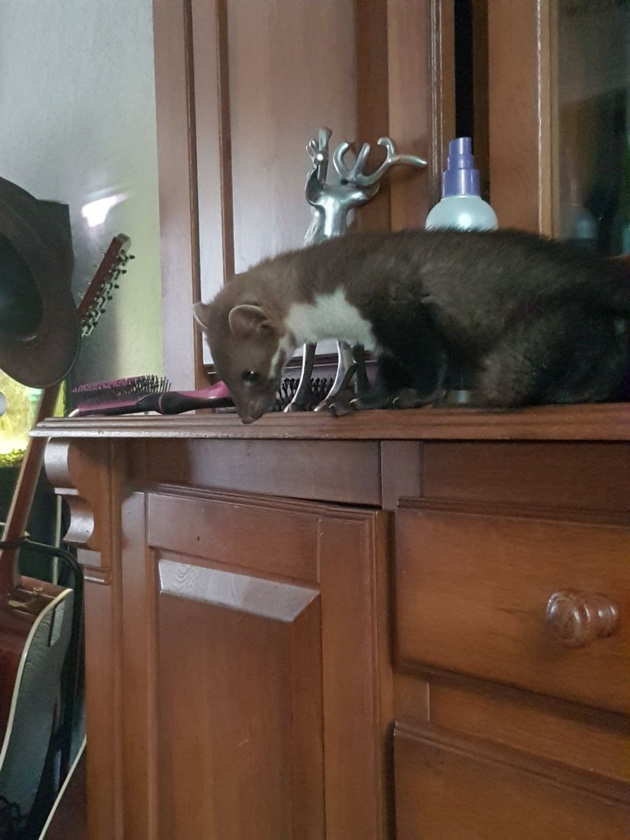 Dit geeft toch een heel ander beeld van steenmarters.
Voor de video zoek op YouTube naar onze kanaal of " Spelen met steenmarter".