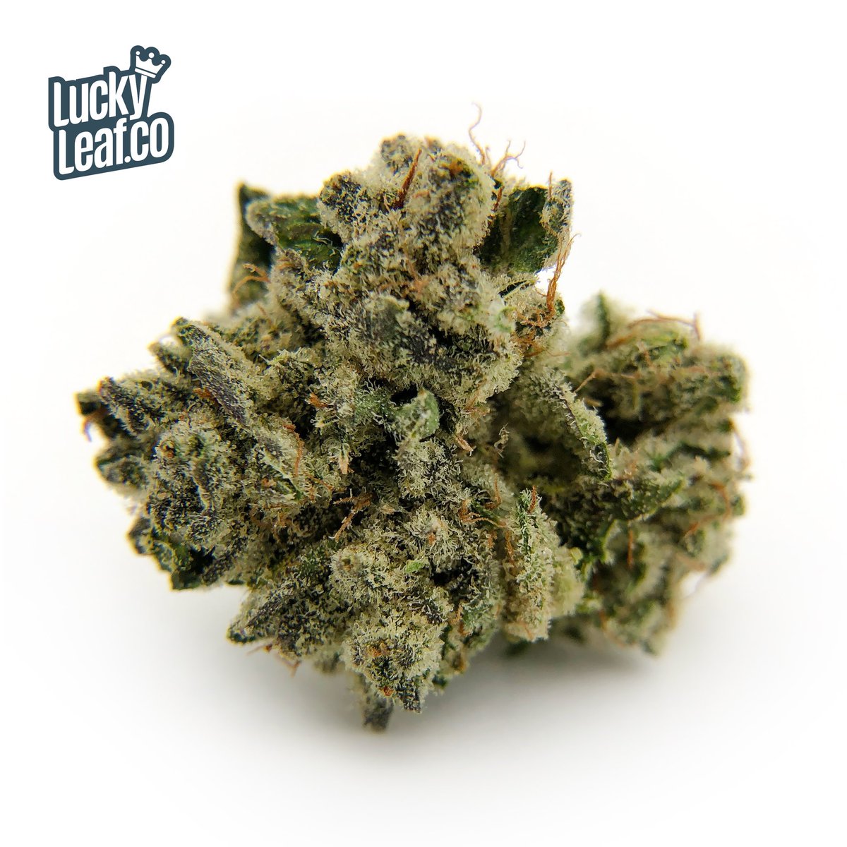 LuckyLeafCo's tweet photo. Here’s a couple shots of the #kushface grown by our friends @docandyetifarm now in stock! ✌️🔥💨
#cannabis #weed #dank #chronic #ganja #terps #wakeandbake #marijuana #joints #i502 #dope #spokane #stoner #weedporn #luckyleafco #dabs #concentrates #wax #vape #cannabiscommunity https://t.co/Lwg6654LF4
