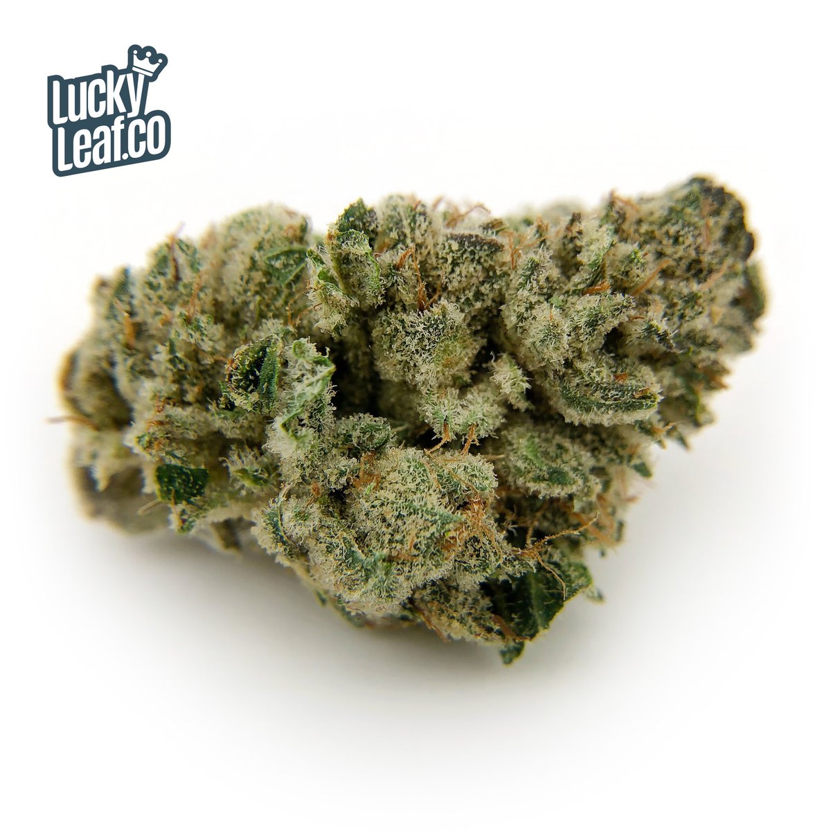 LuckyLeafCo's tweet photo. Here’s a couple shots of the #kushface grown by our friends @docandyetifarm now in stock! ✌️🔥💨
#cannabis #weed #dank #chronic #ganja #terps #wakeandbake #marijuana #joints #i502 #dope #spokane #stoner #weedporn #luckyleafco #dabs #concentrates #wax #vape #cannabiscommunity https://t.co/Lwg6654LF4