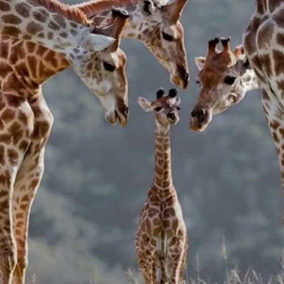 Friendshipso's tweet image. Family-friendly