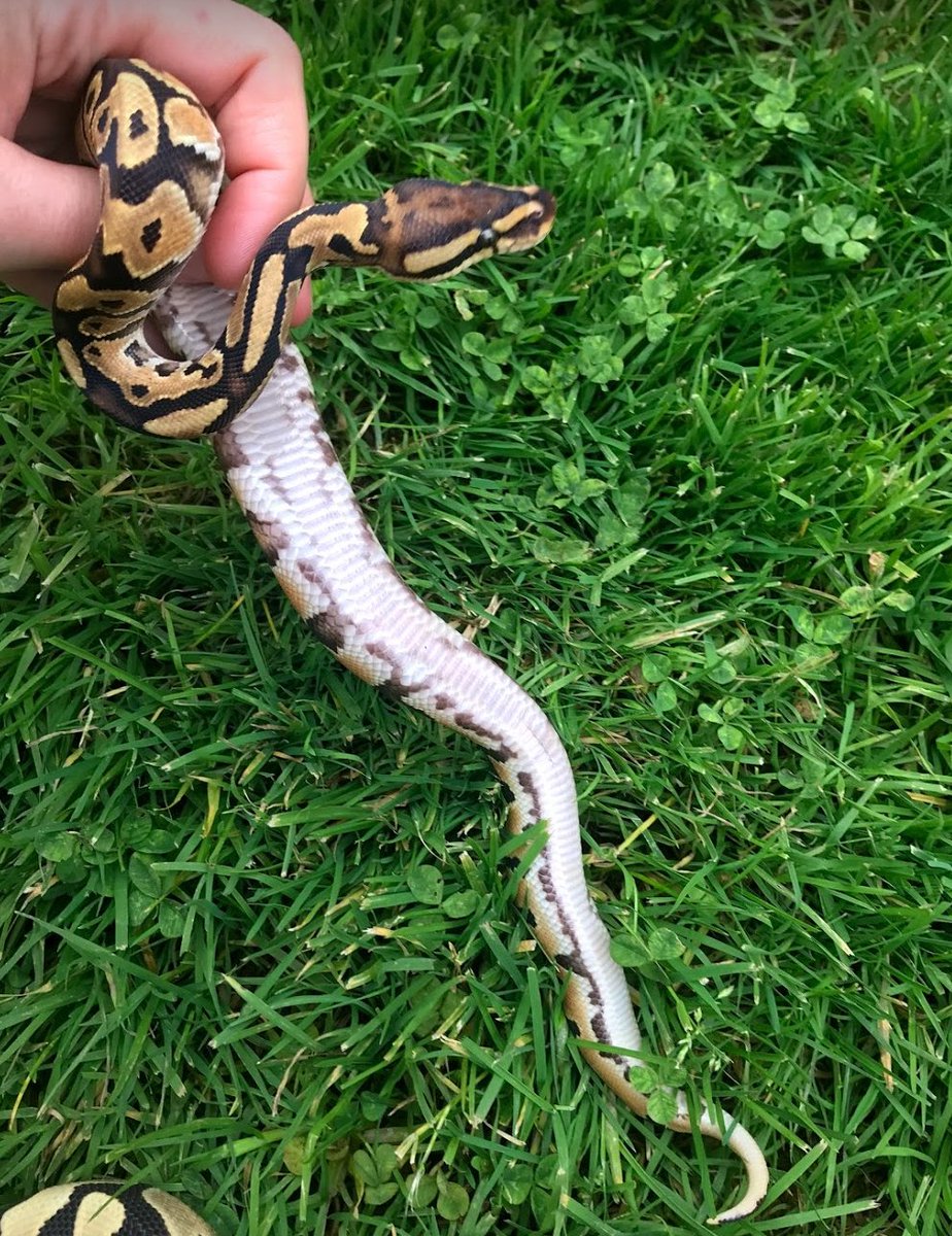 PapayaPythons's tweet photo. #Mystery Thursday on #expert - name the two #codominant #alleles in this adorable hatchling #ballpython! Devotees may recognize the unique headstamp on this fellow. #snakes #pets #genetics https://t.co/iy9slBnMSP