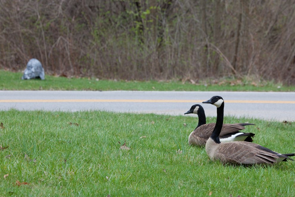 canada goose name in tamil canada goose name in tamil