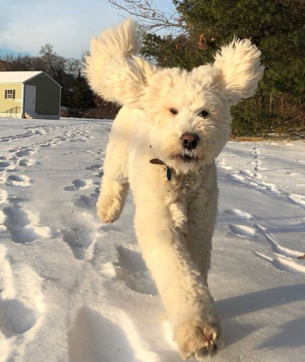 Running towards the weekend like...
Weekend is almost here!
.
#mcdoodles #mosscreekgoldendoodles  #englishgoldendoodle  #weeklyfluff  #goldendoodle #goldendoodlelove #goldendoodlelife  #goldendoodles #puppy  #puppylove  #petsagram