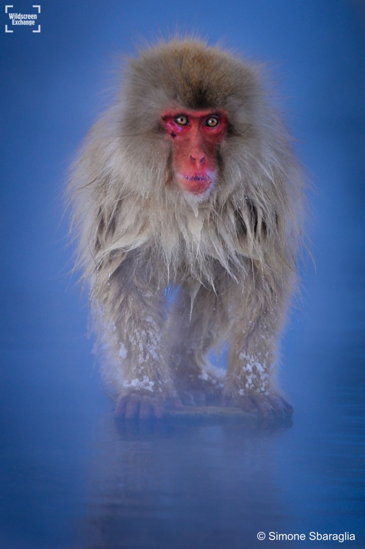 When Arctic Monkeys is trending on Twitter.. we have no option but to pull a Japanese macaque out the bag 💁‍♀️ ❄️🐒 #bandwagon #animalsonthebrain

📸 Simone Sbaraglia