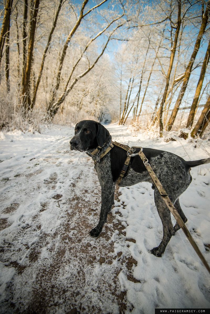 Wanderlust_Dogs's tweet photo. With all of this cold weather here in the Carolinas, Bravo and I are wondering... why no snow??  We are missing all the pretty snow!!! These are photos from our walking path next to our house in Germany, https://t.co/VS5n6x9qOP