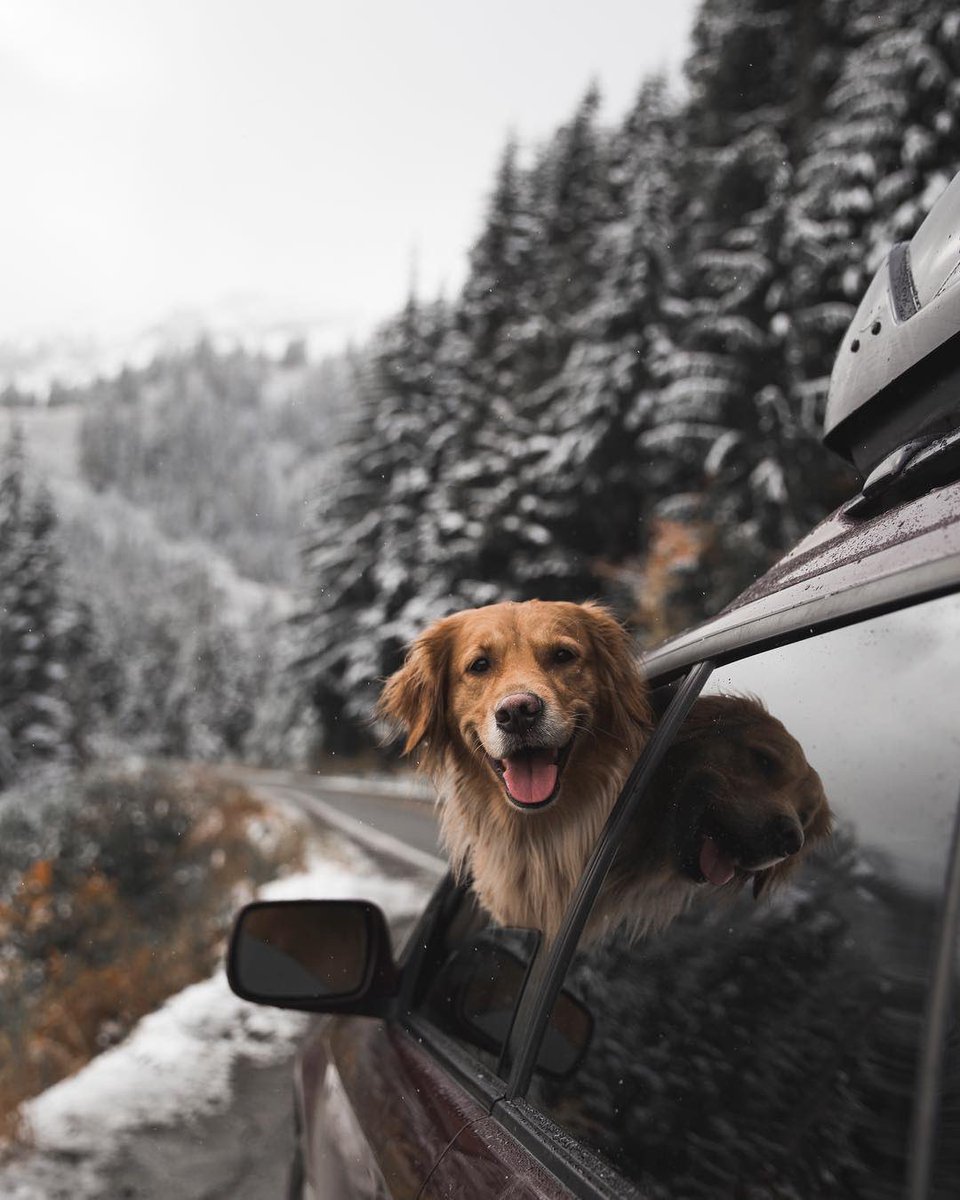 We get a lot of messages regarding SeaMeal and how it affects skin and coat, so we wrote up a quick blog post to address some of those questions! 

Learn more here: solidgoldpet.com/properly-feed-…