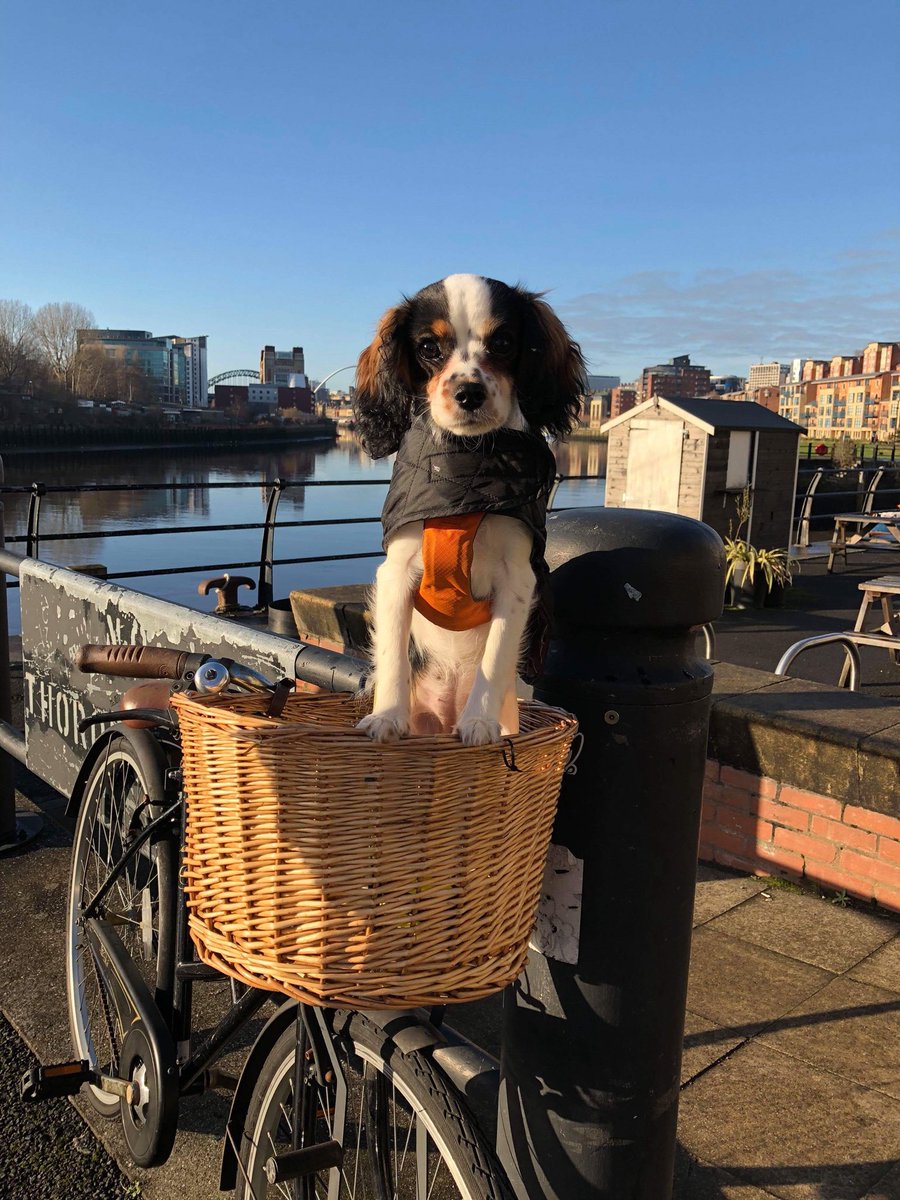 Did you all know that we love dogs here at the cycle hub? Why not bring your pooch in to enjoy the free treats we have and you can grab yourself a cup of coffee? See you all soon