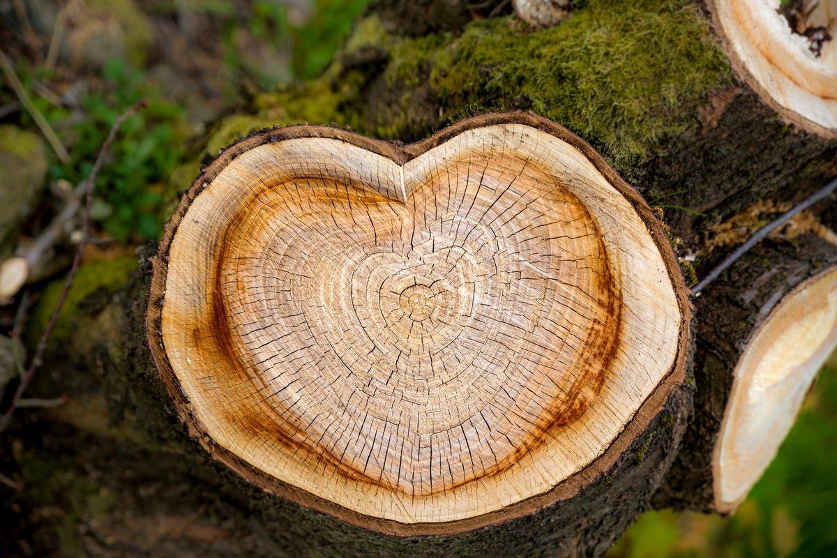 “Trees indeed have hearts.”
― Henry David Thoreau #WednesdayWisdom