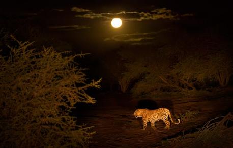 CustomSafari's tweet photo. Fancy a #nightsafari then come back and soak in your private 🛀 #Customsafari to #MbwehaCamp #Nakuru's hidden gem.
Rates starting from
Kshs. 9,950p.p.s.n 
On Full Board.

For #freeconsultation on this &amp; more destinations #Magicalkenya DM/'App 0733178565. 
#KOT #RetweeetPlease https://t.co/qBgI6eqFf6