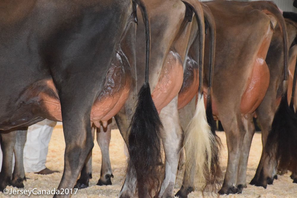 Outstanding 2017 results reflect incredible momentum for the #Jersey breed. Over 2016, Jersey Canada experienced an 8.5% inc. in memberships and a 7.5% inc. in registrations! The highest since 1965. Read more ... jerseycanada.com/news/outstandi…