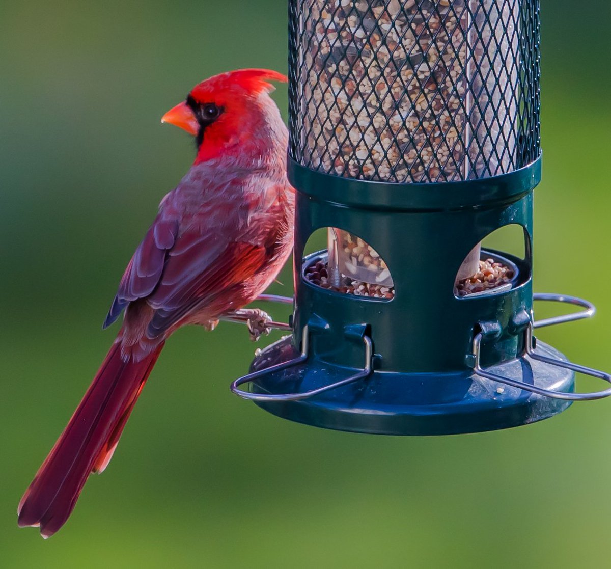 Brome Bird Care Inc On Twitter Perching Clinging Bird R