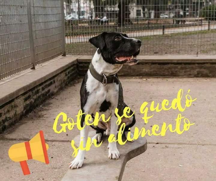 Guardianes Pitbull tweet media
