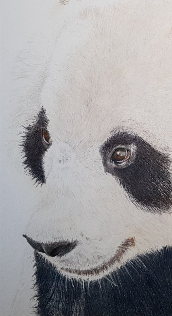 SophieLouPt's tweet photo. Who lives #pandas ?? Working on this #colouredpencil drawing to add to my Etsy shop! #wildlife #animalart #pandadrawing #pandabear #originalart #wildlifeartist #artistsontwitter #bear #fabercastell #drawing #workinprogress #artwork #fluffypanda https://t.co/bhHsehIgur