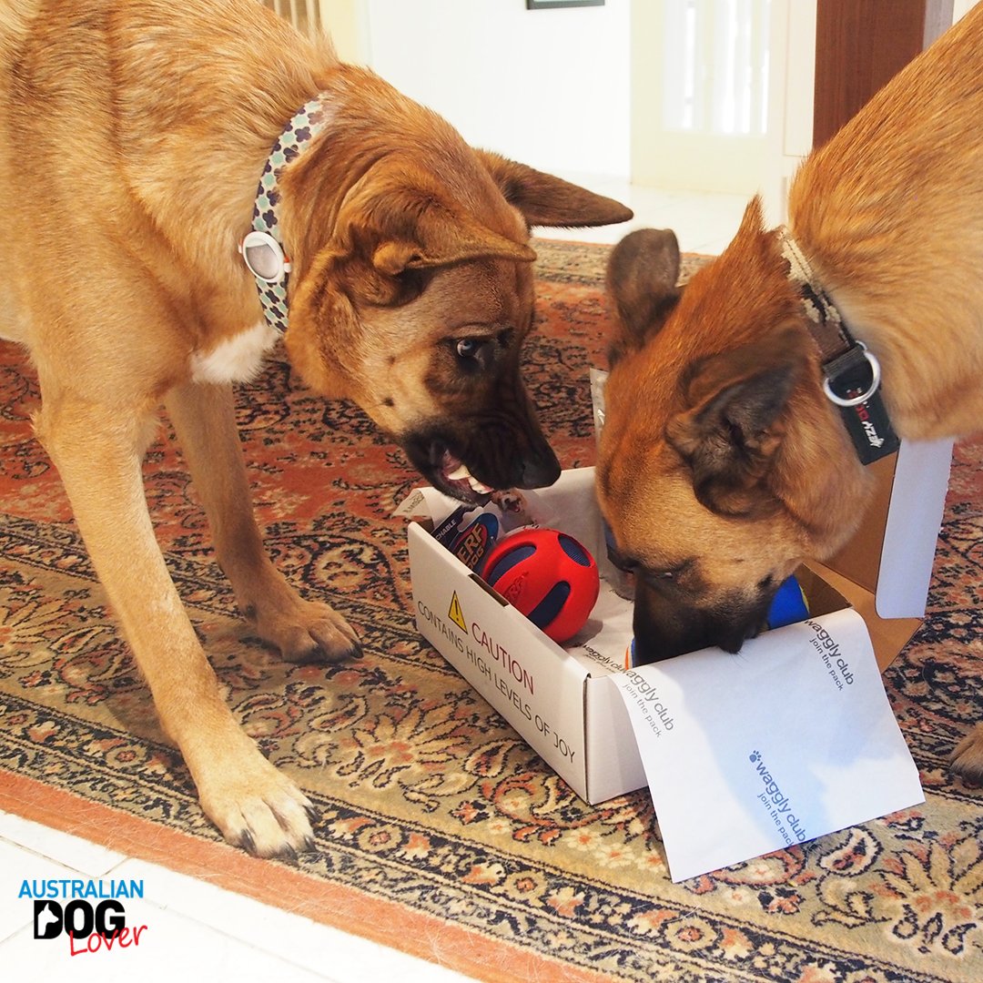 OzDogLover's tweet image. #ResourceGuarding is a common behavioural issue in #dogs whether it is triggered by food/treats, shelter, #dogtoys, a person's attention or space...
What is it exactly and what can be done about it? Dr Elle Parker explains...
bit.ly/2gfaJV5