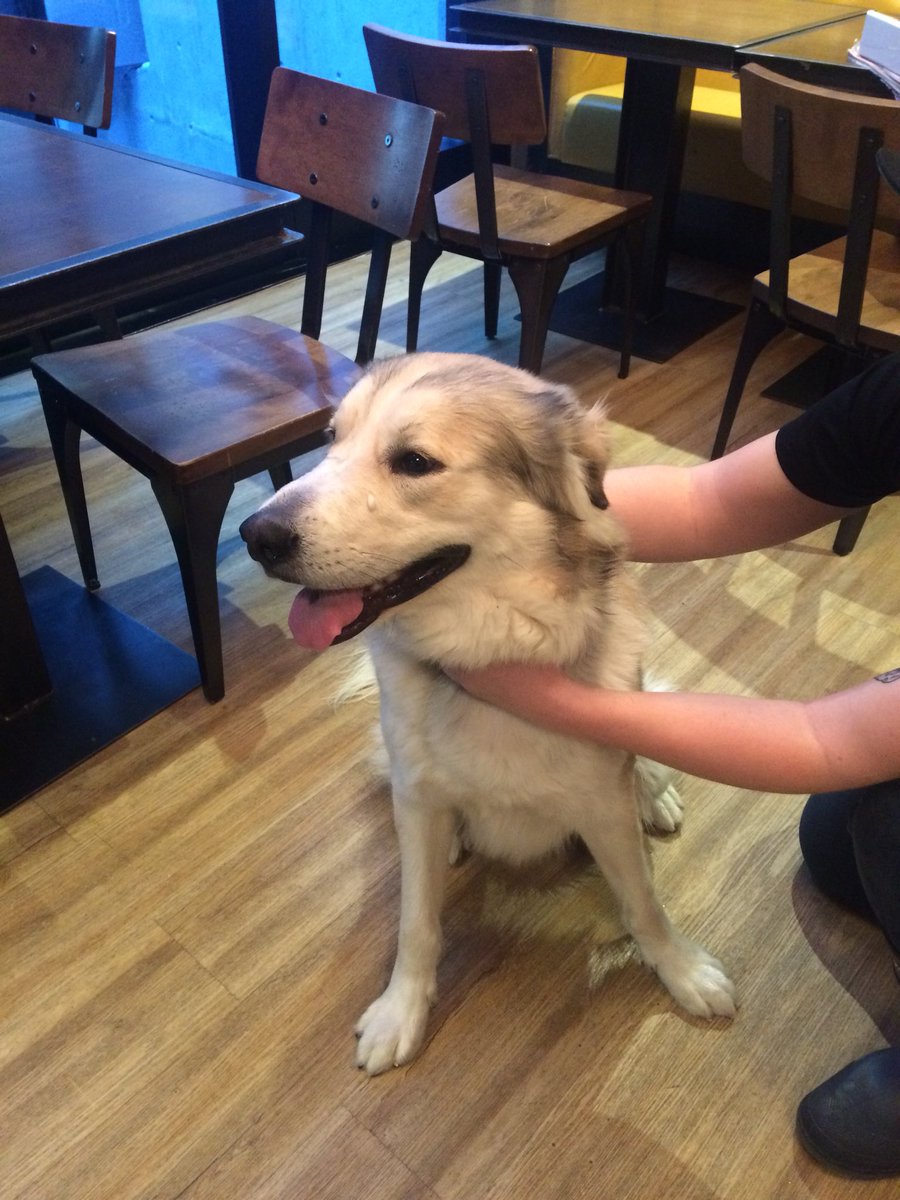 Trolley_5's tweet image. We found this beautiful pup outside Trolley 5 just now. Collar no tags, female. Was running around 17th ave. Contact us @ 403-454-3731 &amp;amp; help us find her owner. Please share &amp;amp; RT @nenshi @PetRecoveryYYC