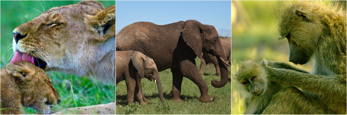 OntScienceCtr's tweet photo. Mother knows best! Catch the world premiere of @cbcdocs Mommy Wildest here on January 20 at 4 pm &amp; learn about matriarchal societies in the animal kingdom. Free with admission. https://t.co/uziGuRvOmH  #familyfriendly #lions #elephants #baboons #Kenya #CBCTNoT https://t.co/PlNqKAn8L8