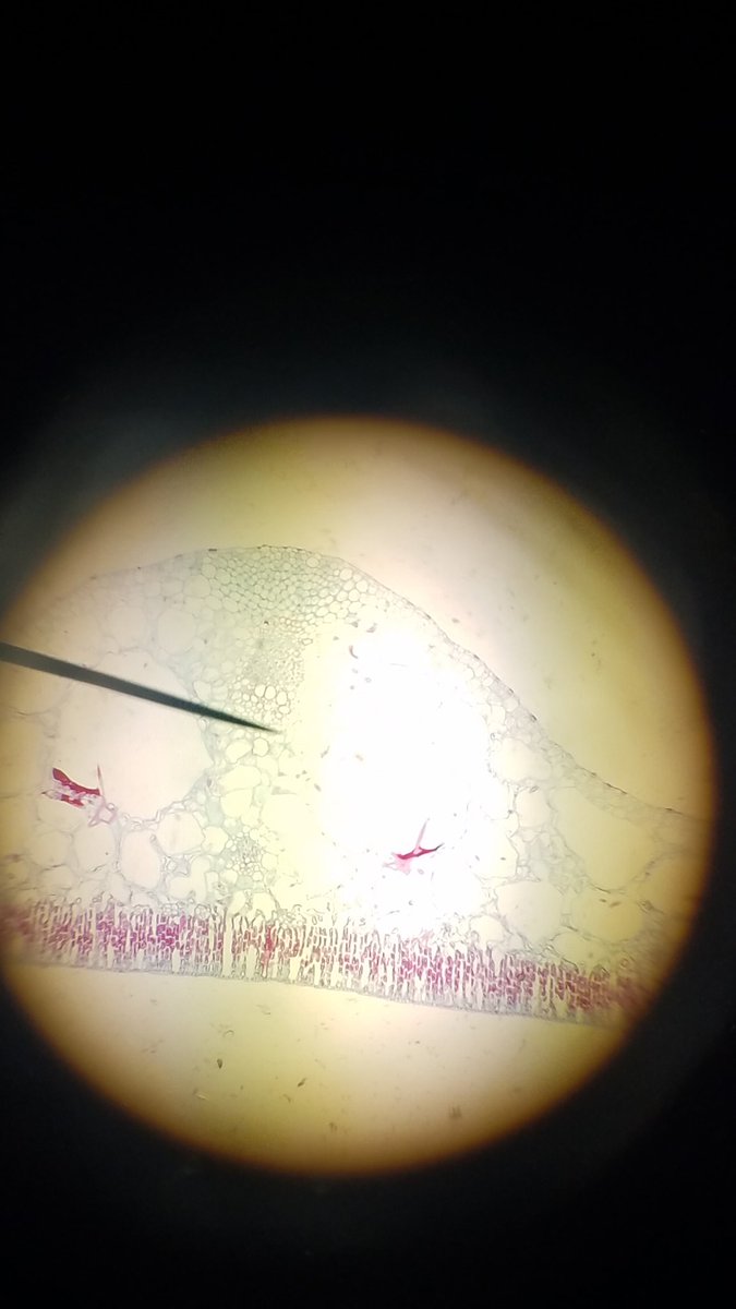 Northwood Huskies are exploring strange "landscapes" in our microscopes this week while comparing plant and animal cells, the organelles, and their general structures. #112pride