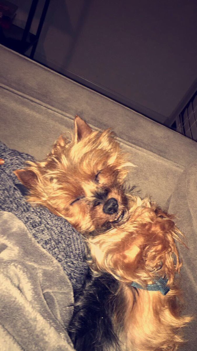 DeyonceFierce's tweet photo. God I miss my fucking dog.... https://t.co/zEUrX0oaVq