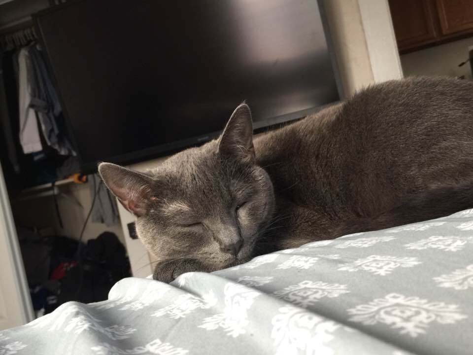 bibimpapi_'s tweet image. I can’t wait to go home and play with my cat.