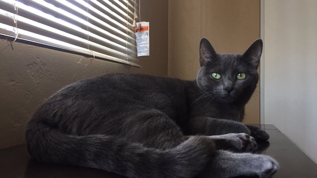 bibimpapi_'s tweet image. I can’t wait to go home and play with my cat.