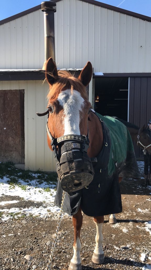 Rate_Horses's tweet photo. This is JC. Word on the street is that he's a turkey disguised as a horse. Is it true, JC? Because we can't rate turkeys. But the costume is pretty convincing... 14/10 just to be safe https://t.co/McgVQWXA8I