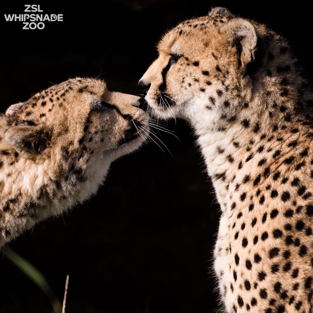 ZSLWhipsnadeZoo's tweet image. We’re excited about #BigCats on @BBCOne - RT if you’re watching!