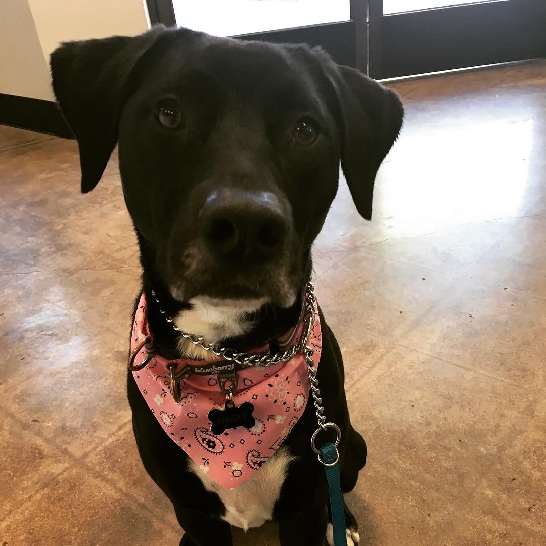 PawCommons's tweet photo. Molly girl rocking that post-grooming glow! ✨

#doggrooming #petgrooming #pawcommons #dogoftheday #doglife https://t.co/7VMroWKM8u