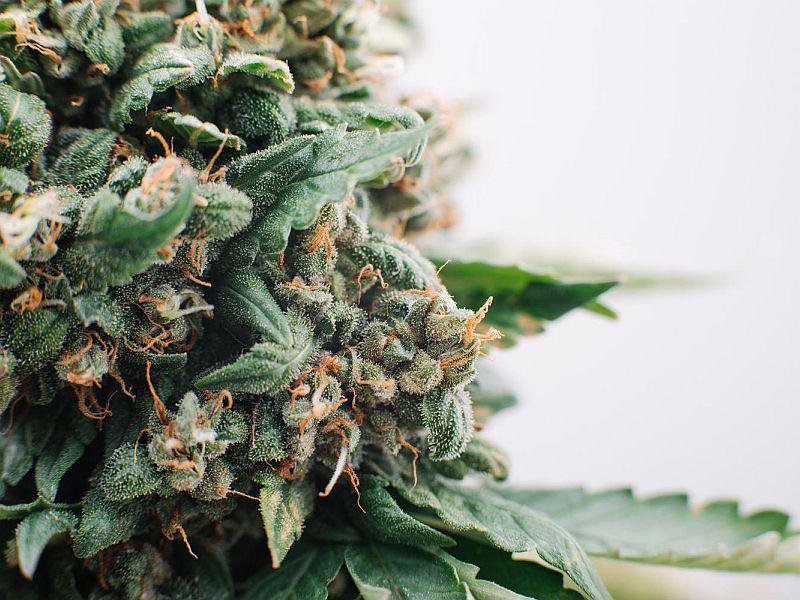 LISTEN: Permission To Grow Your Own: The Specifics On Vermont's Marijuana Bill dlvr.it/Q9rH3q https://t.co/MuDUQf2e1i